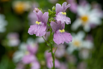 Close-up of purple flowering plant