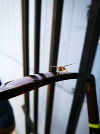 Close-up of bee perching on floor