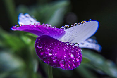 Close-up of wet purple iris flower