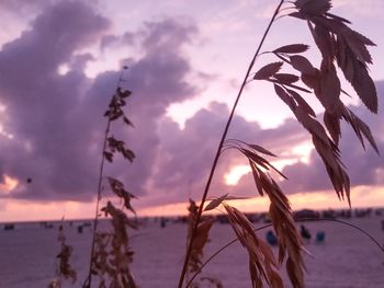 Close-up of silhouette plant on beach against sky during sunset