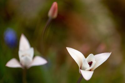 Close-up of white flowering plant