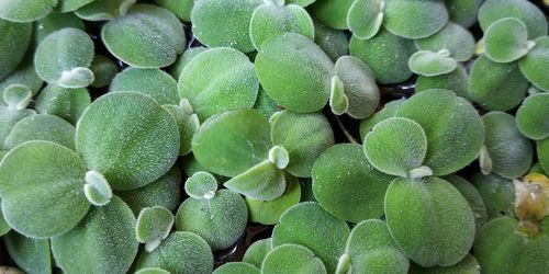 Full frame shot of succulent plants