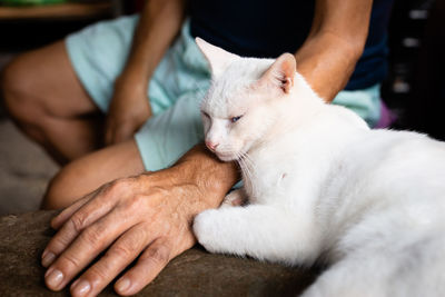 Blue-eyed white adult cat resting on his friend's arm. 
