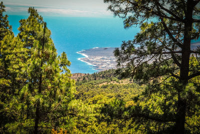 Scenic view of forest against sky