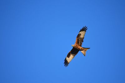 Low angle view of eagle flying against clear blue sky