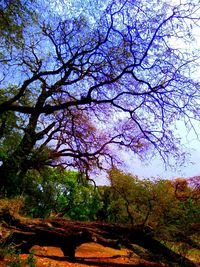 Trees growing against sky