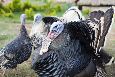 Close-up of turkeys at farm