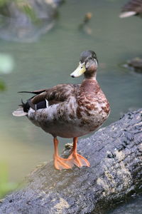 High angle view of mallard duck on rock