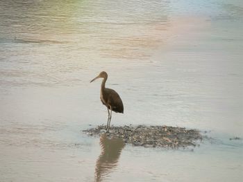 View of birds in water