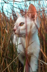 Close-up of a cat looking away