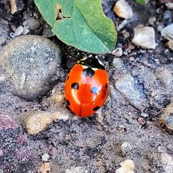 High angle view of ladybug on rock