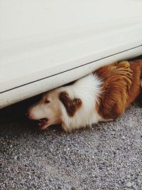 Dog trying to get under a car