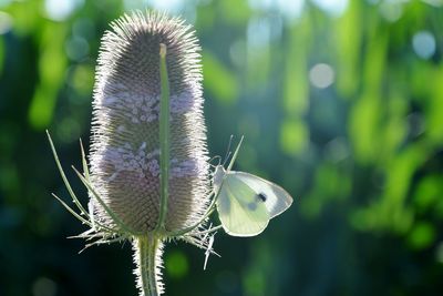 Close-up of thistle flower with butterfly 