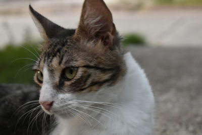 Close-up portrait of cat