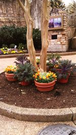 Potted plants on tree trunk