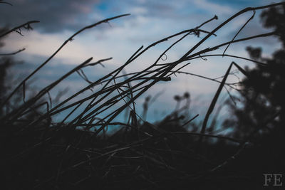 Close-up of dry grass on field against sky