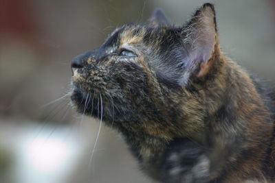 Close-up of cat