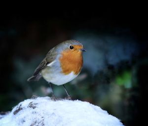 Robin in snow