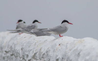 Seagulls perching on rock