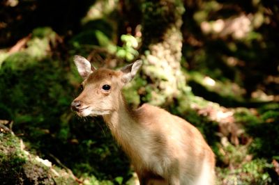 Squirrel in forest