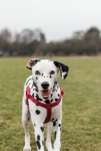 Close-up portrait of dog on field