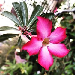 Close-up of pink flowers