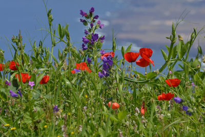 Close-up of poppy flowers blooming against sky