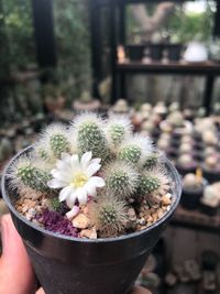 Close-up of hand holding cactus flower pot