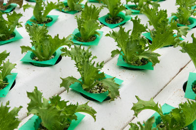 High angle view of potted plant on table