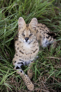 High angle portrait of leopard cat lying on grass