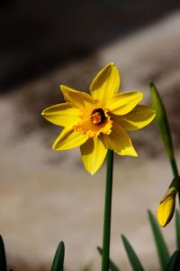 Close-up of yellow flowering plant