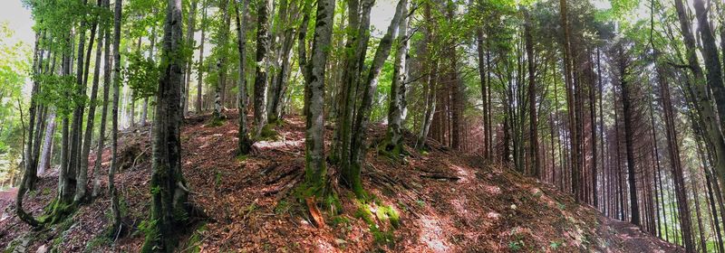 View of trees in forest