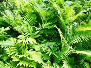 Close-up of green leaves on tree