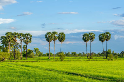 Scenic view of field against sky