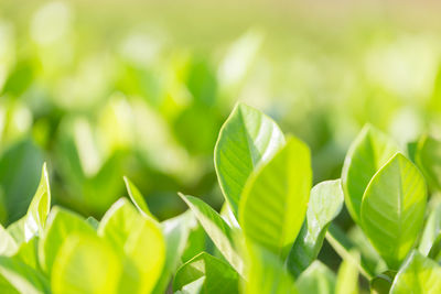 Nature view of green leaf on blurred greenery background in garden,green nature concept.