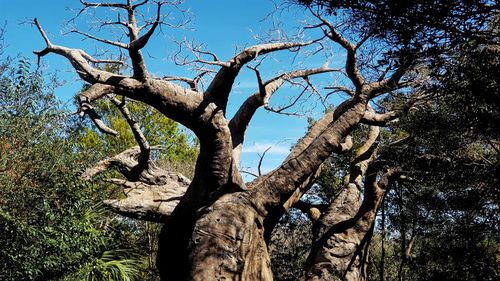 Low angle view of bare tree against sky