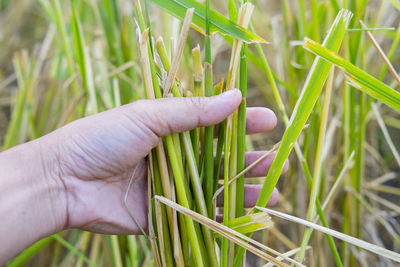 Hand holding plant on field