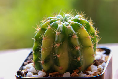 Close-up of succulent plant