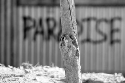 Close-up of lizard on metal fence