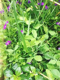 High angle view of plants