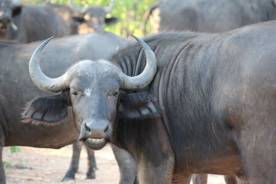 Portrait of bison