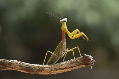 Hierodula venosa spesies mantis from borneo forest