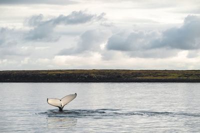 Swan on sea against sky