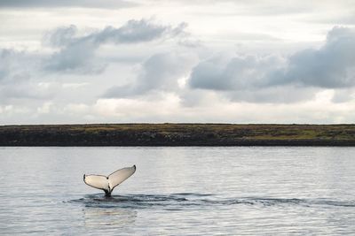 Whale fin on sea against sky