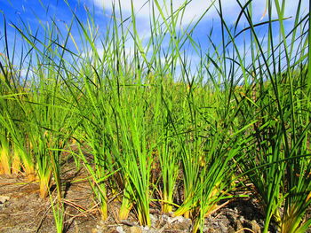 Plants growing on field