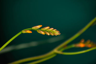 Close-up of yellow flower bud