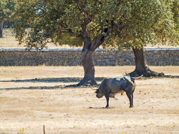 View of a horse