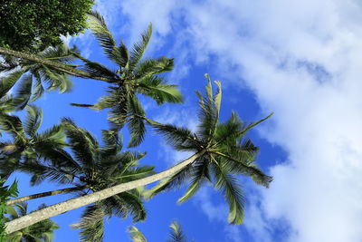 Low angle view of palm tree against sky