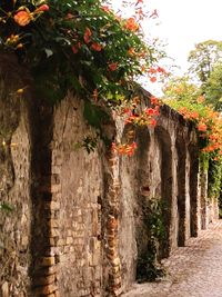 Trees growing on wall against building