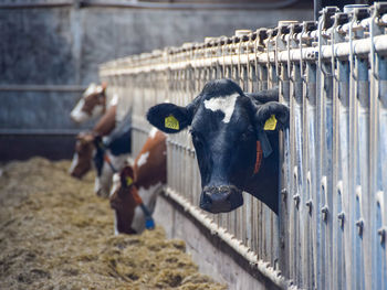 Cow on railing